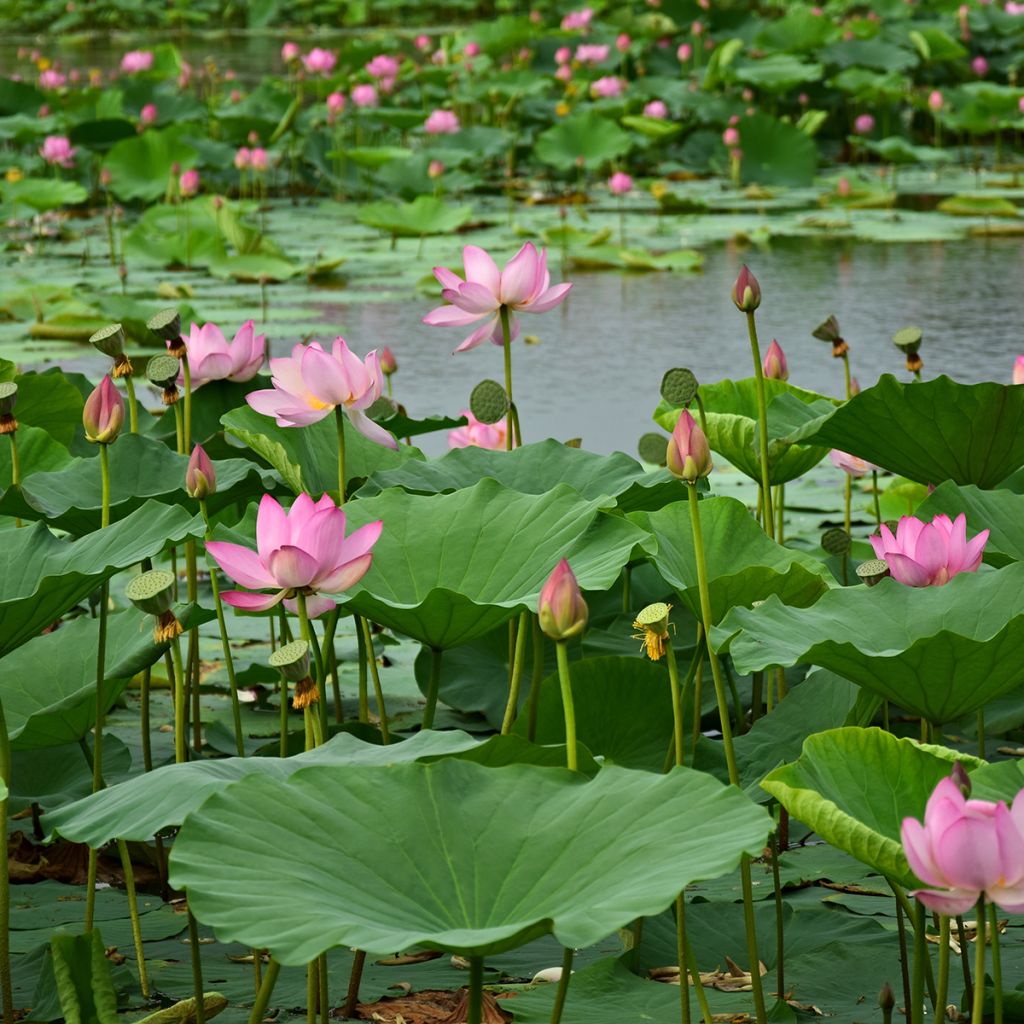 Nelumbo Red at Sunset - Lotus