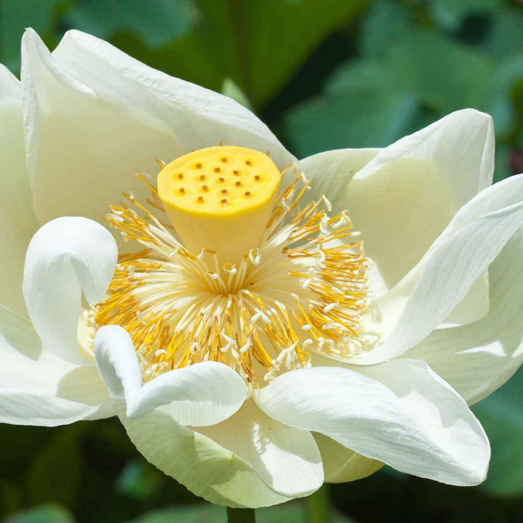 Nelumbo nucifera Stellar White