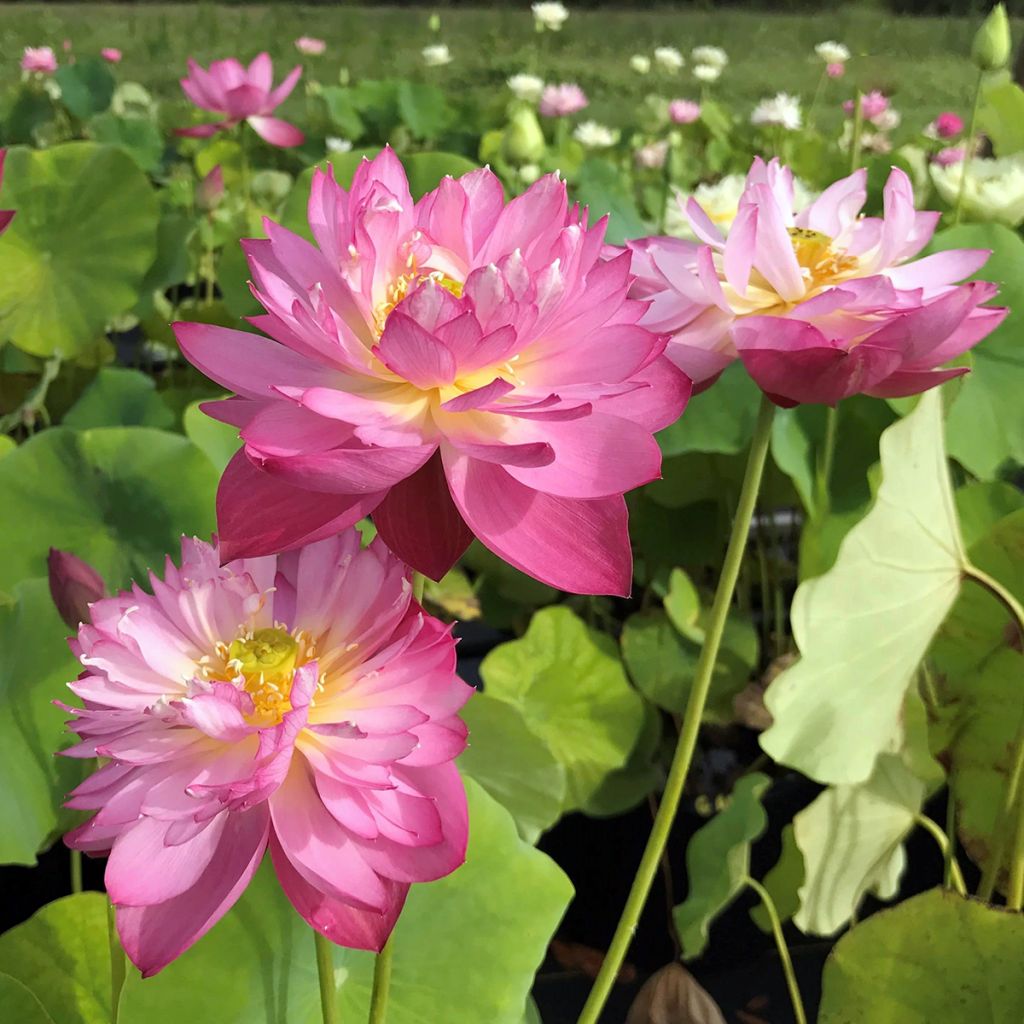 Nelumbo Elite Red - Dwarf lotus
