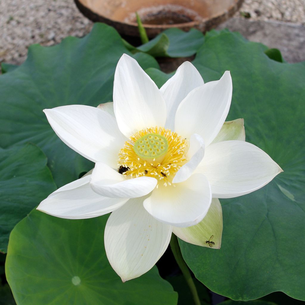 Nelumbo nucifera Hong Bian Yudie - Sacred lotus