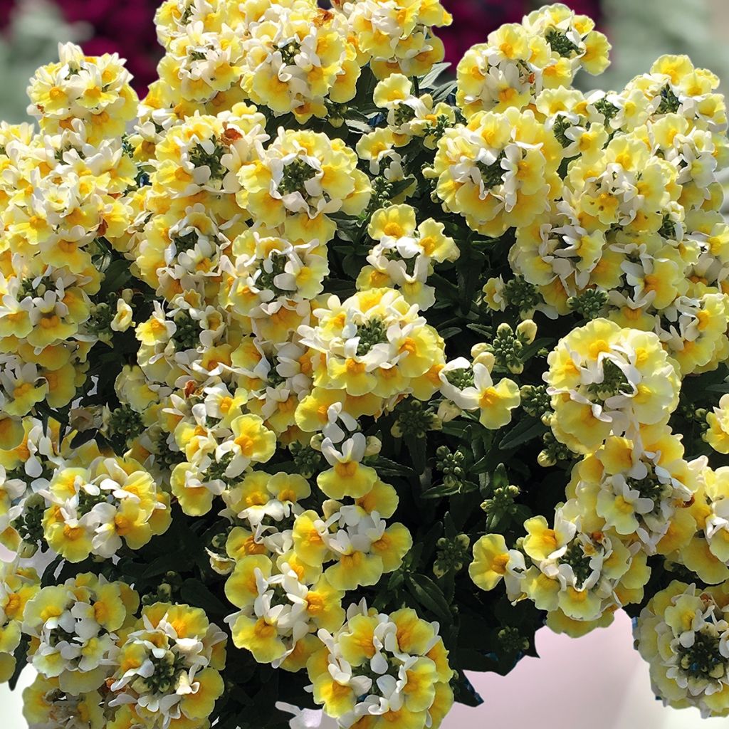 Nemesia Banana Split