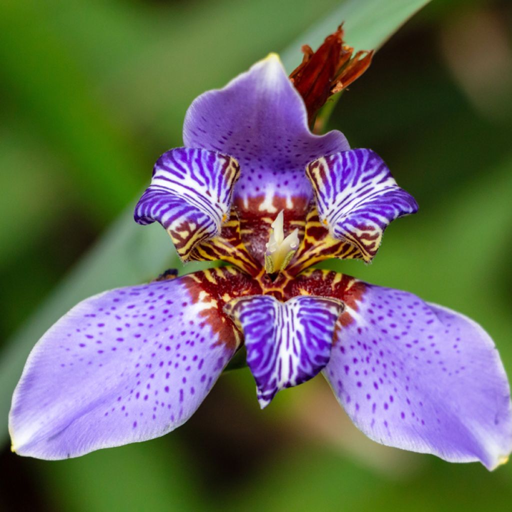 Neomarica caerulea Sky Blue - Blue Walking Iris