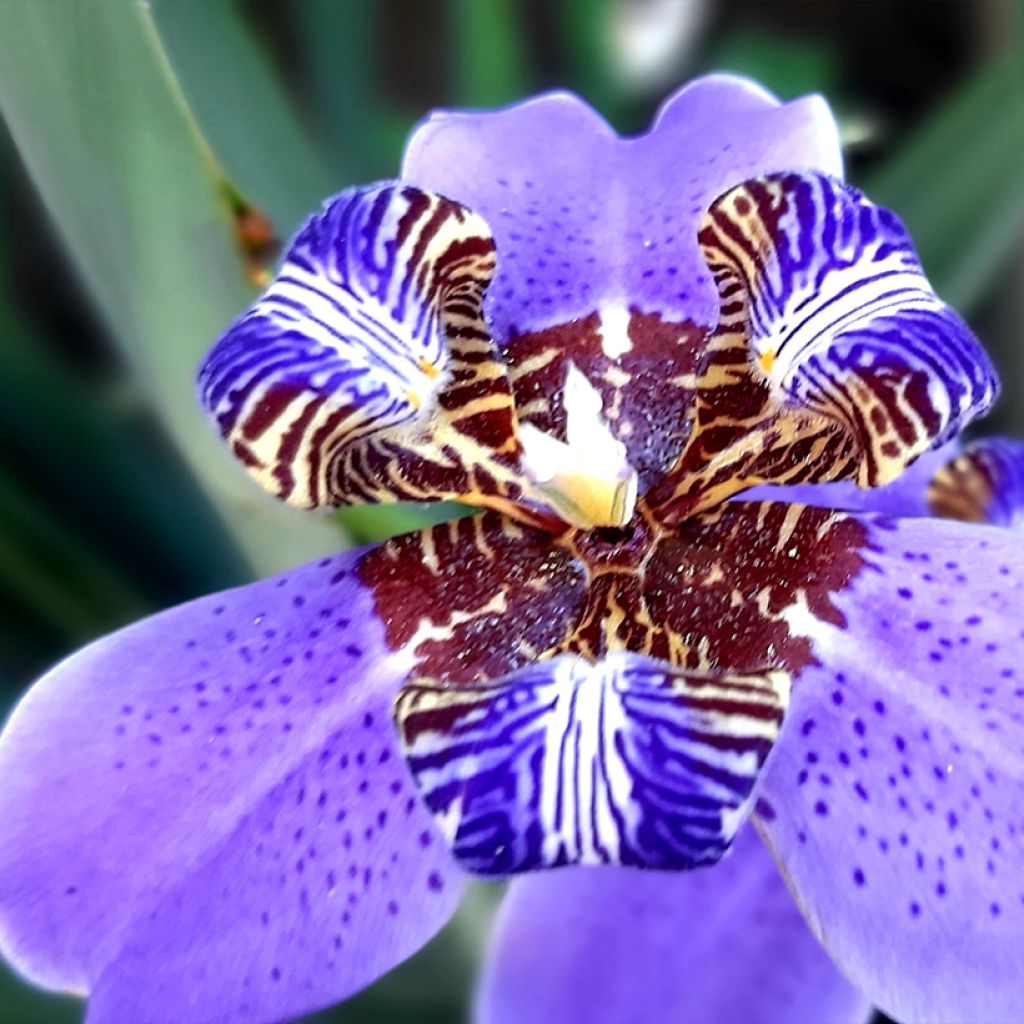 Neomarica caerulea Sky Blue - Blue Walking Iris