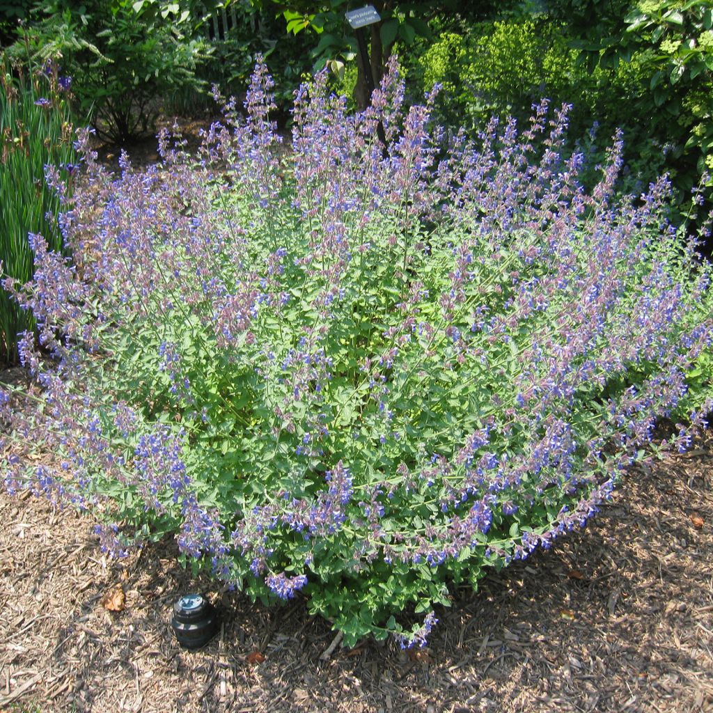 Nepeta Blue Dragon