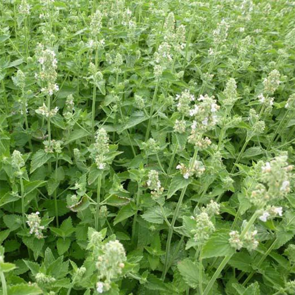 Nepeta cataria Citriodora
