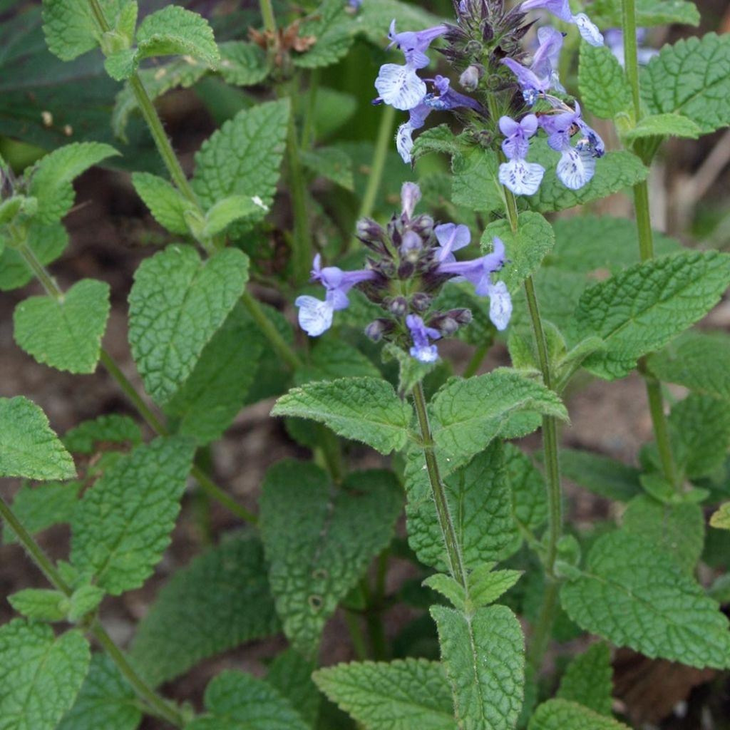 Nepeta clarkei - Catnip
