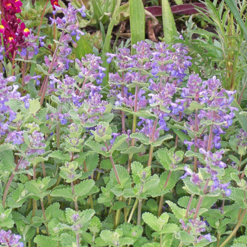 Nepeta faassenii - Catnip