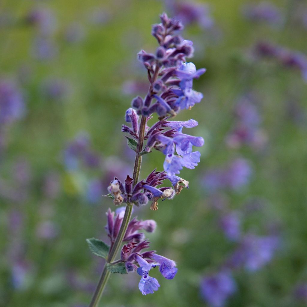 Nepeta faassenii - Catnip
