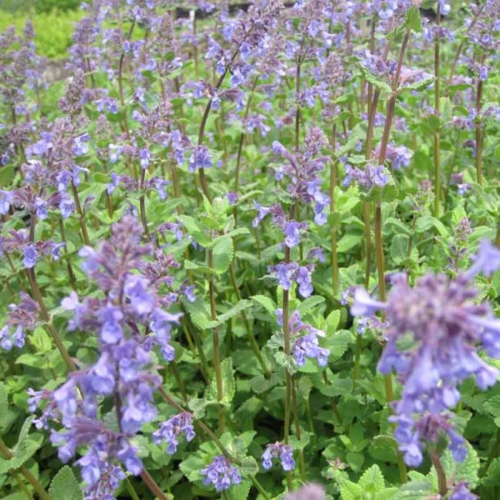 Nepeta racemosa Superba - Catnip