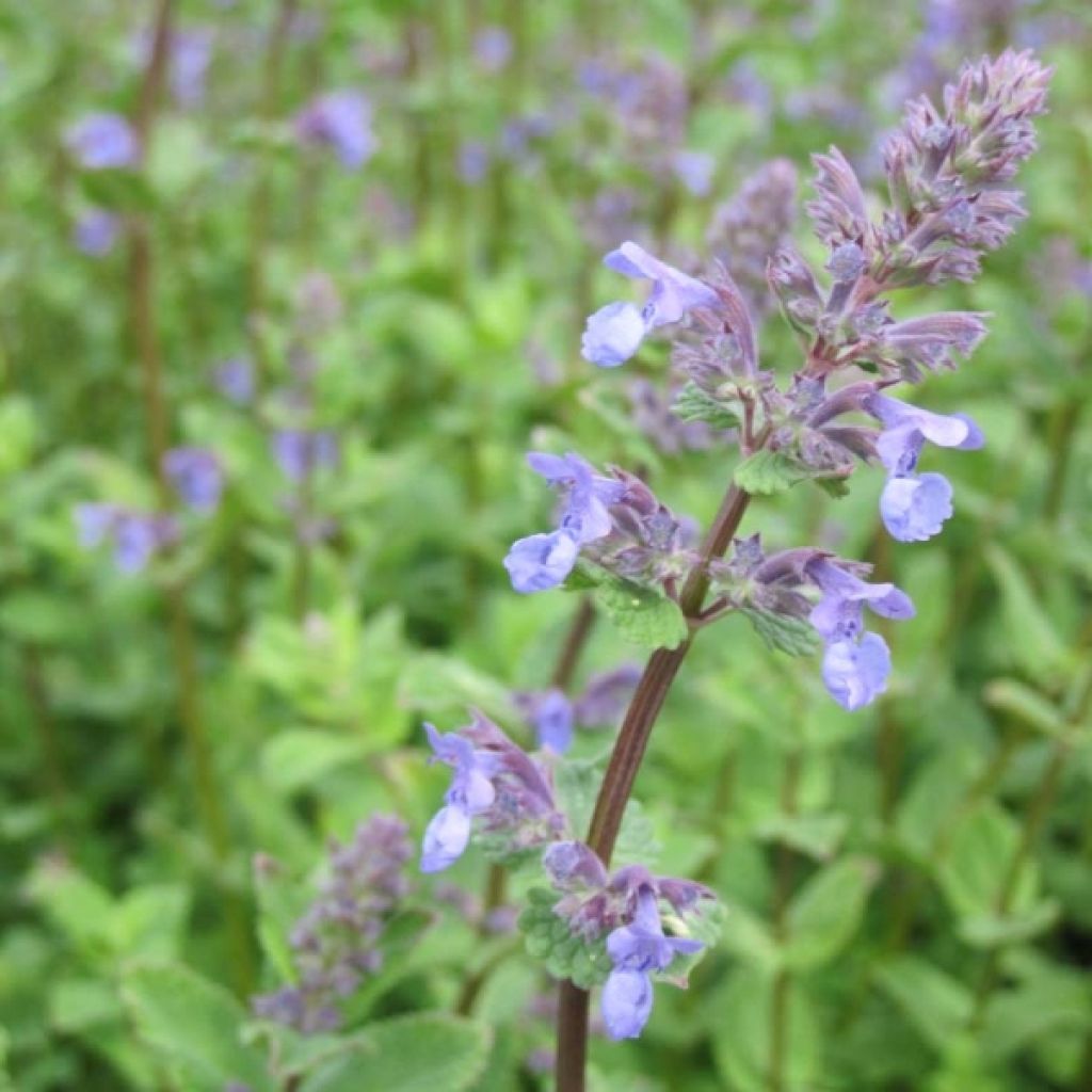 Nepeta racemosa Superba - Catnip
