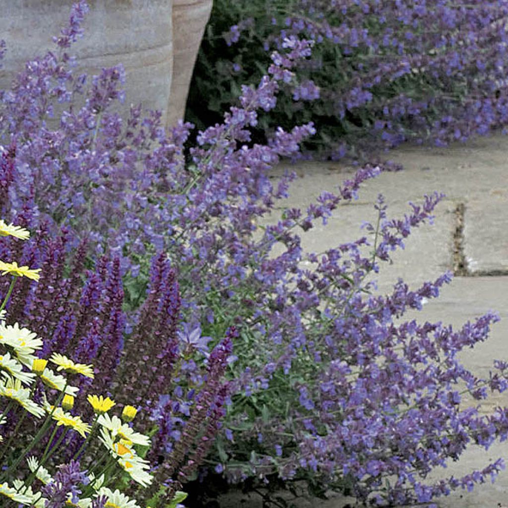 Nepeta faassenii Walkers Low - Catnip