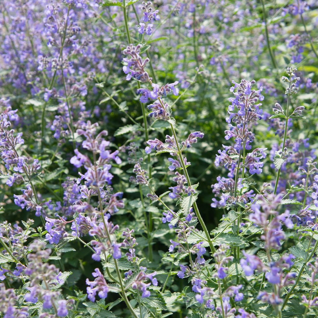 Nepeta faassenii Walkers Low - Catnip