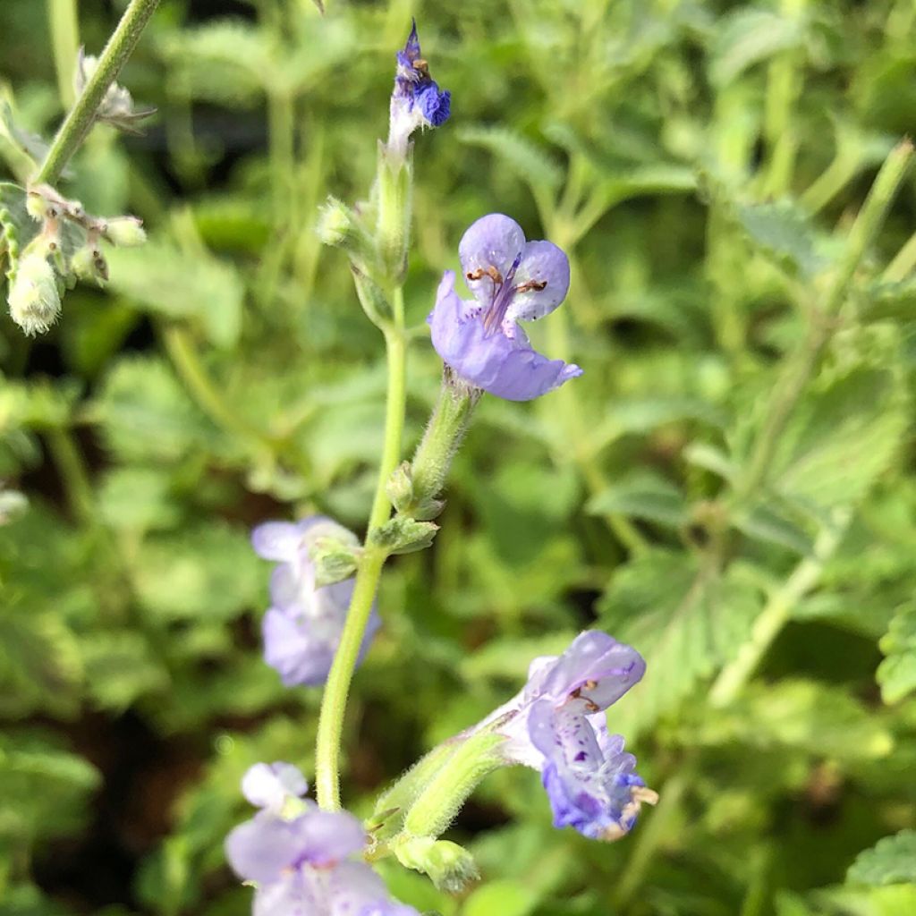 Nepeta faassenii Walkers Low - Catnip
