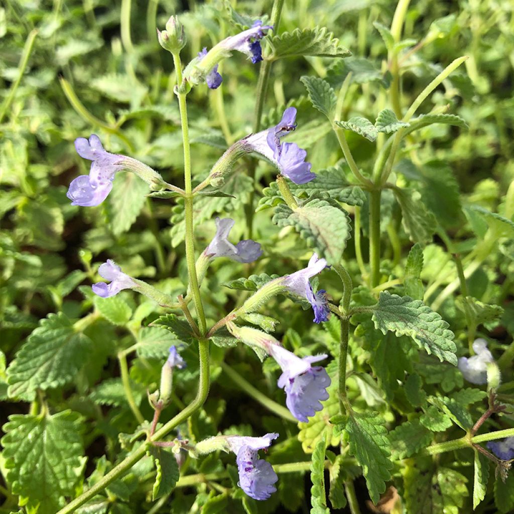 Nepeta faassenii Walkers Low - Catnip
