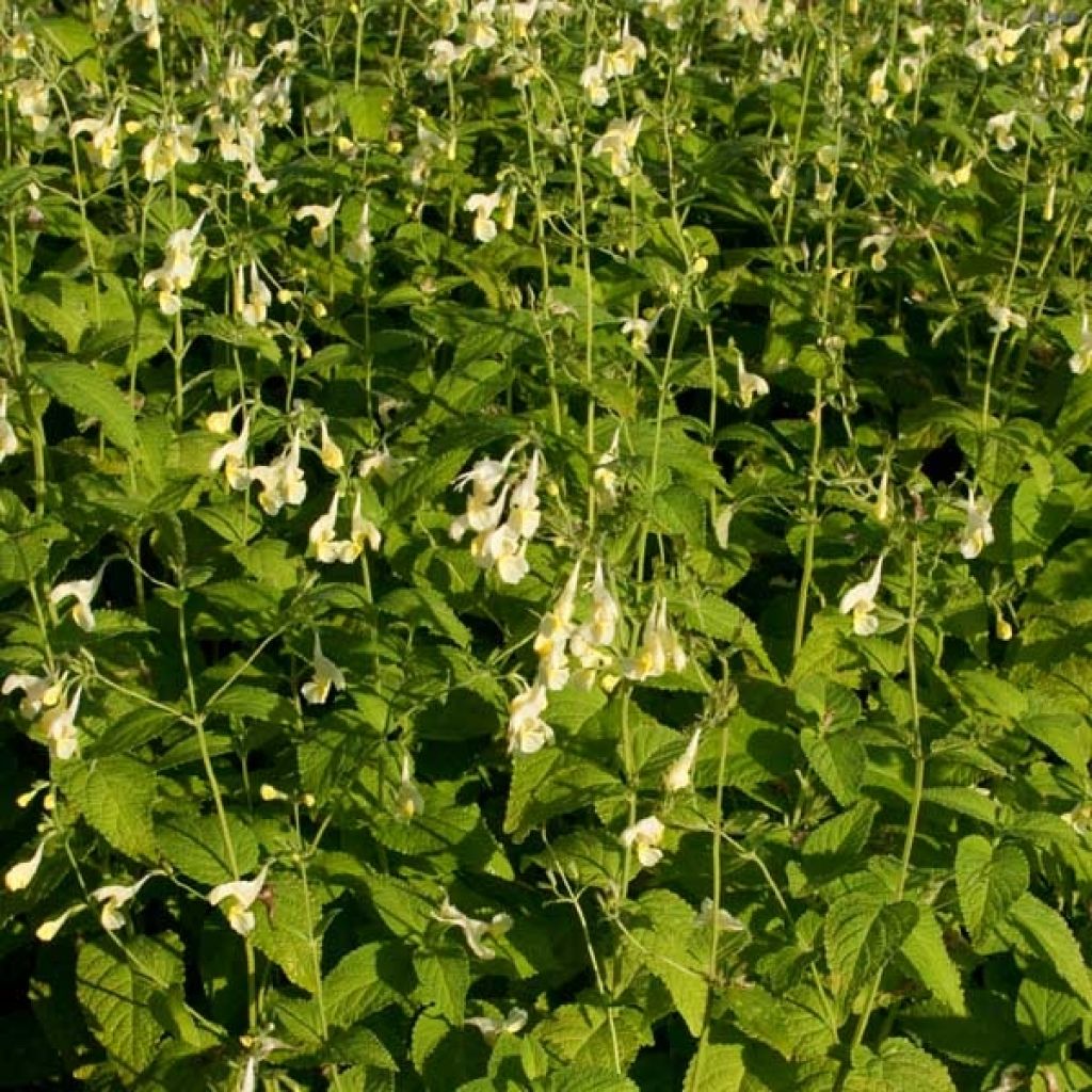 Nepeta govaniana - Catnip