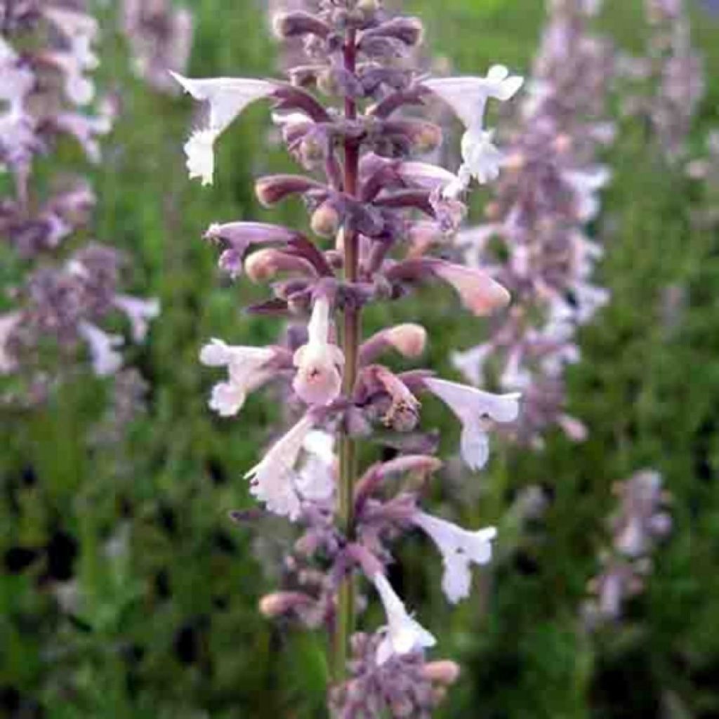Nepeta grandiflora Dawn to Dusk - Catnip