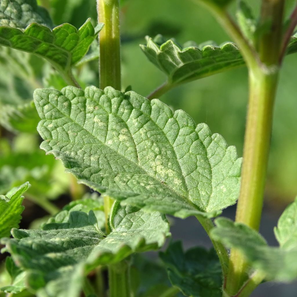Nepeta grandiflora Dawn to Dusk - Catnip