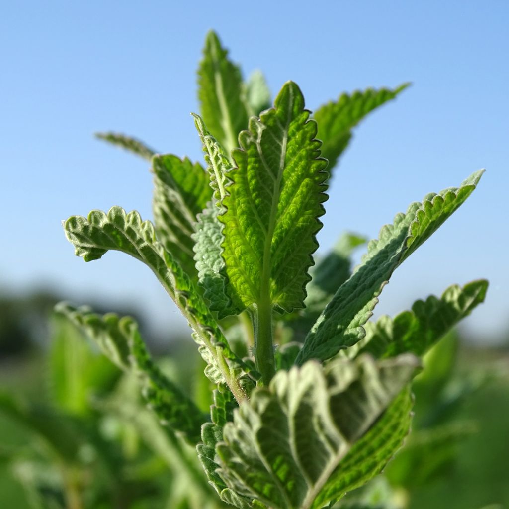 Nepeta grandiflora Dawn to Dusk - Catnip