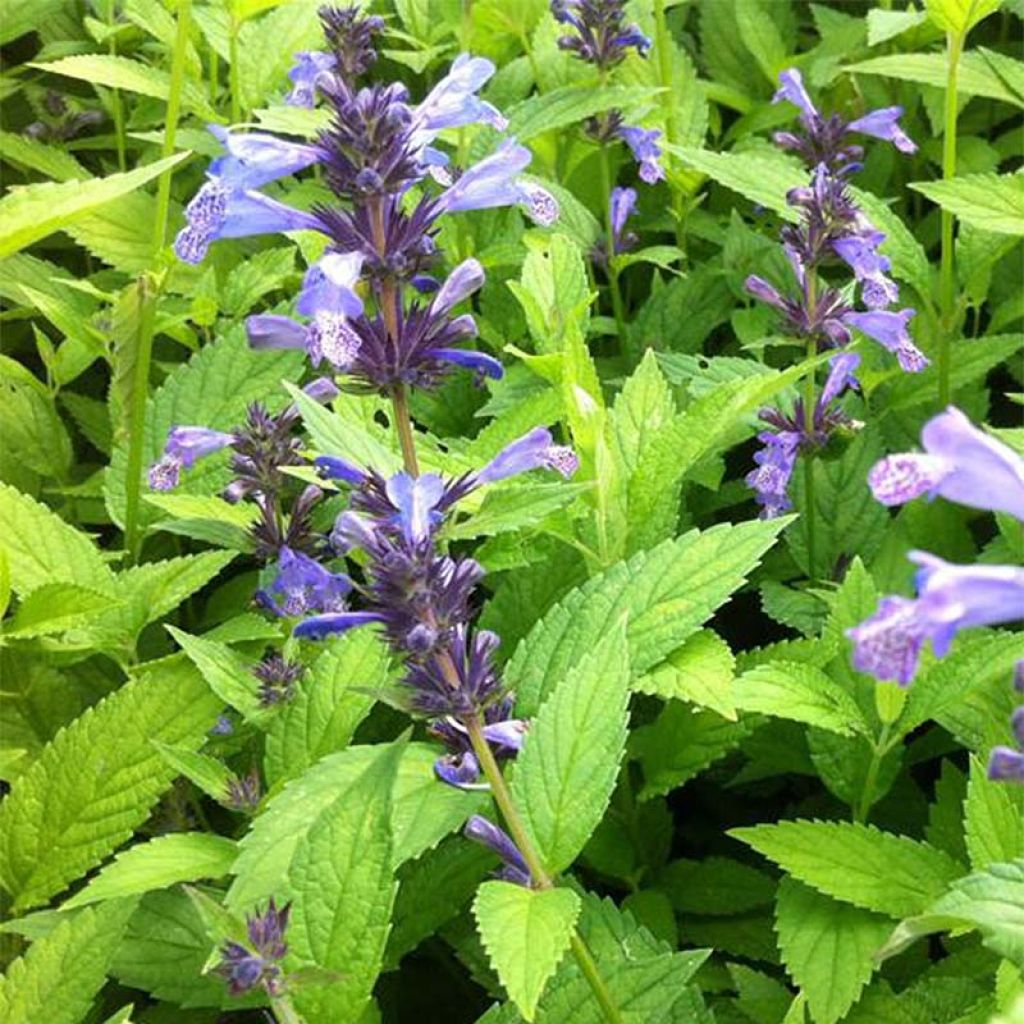 Nepeta manchuriensis Manchu Blue - Catnip