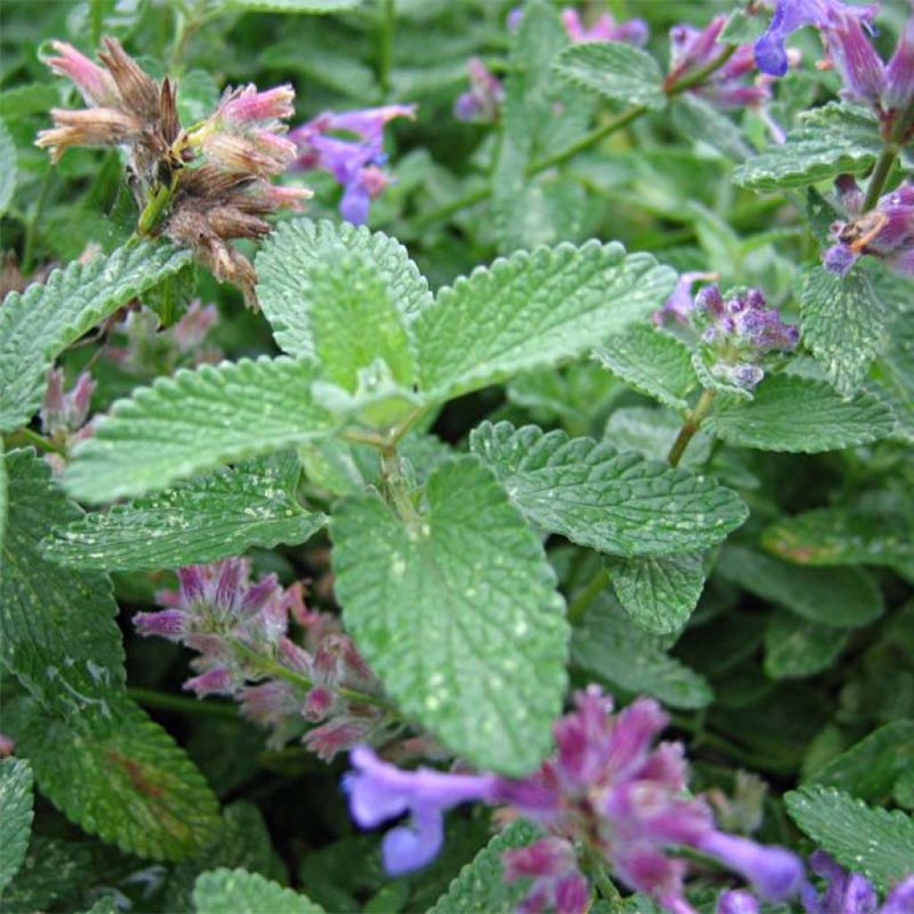 Nepeta mussini - Catnip