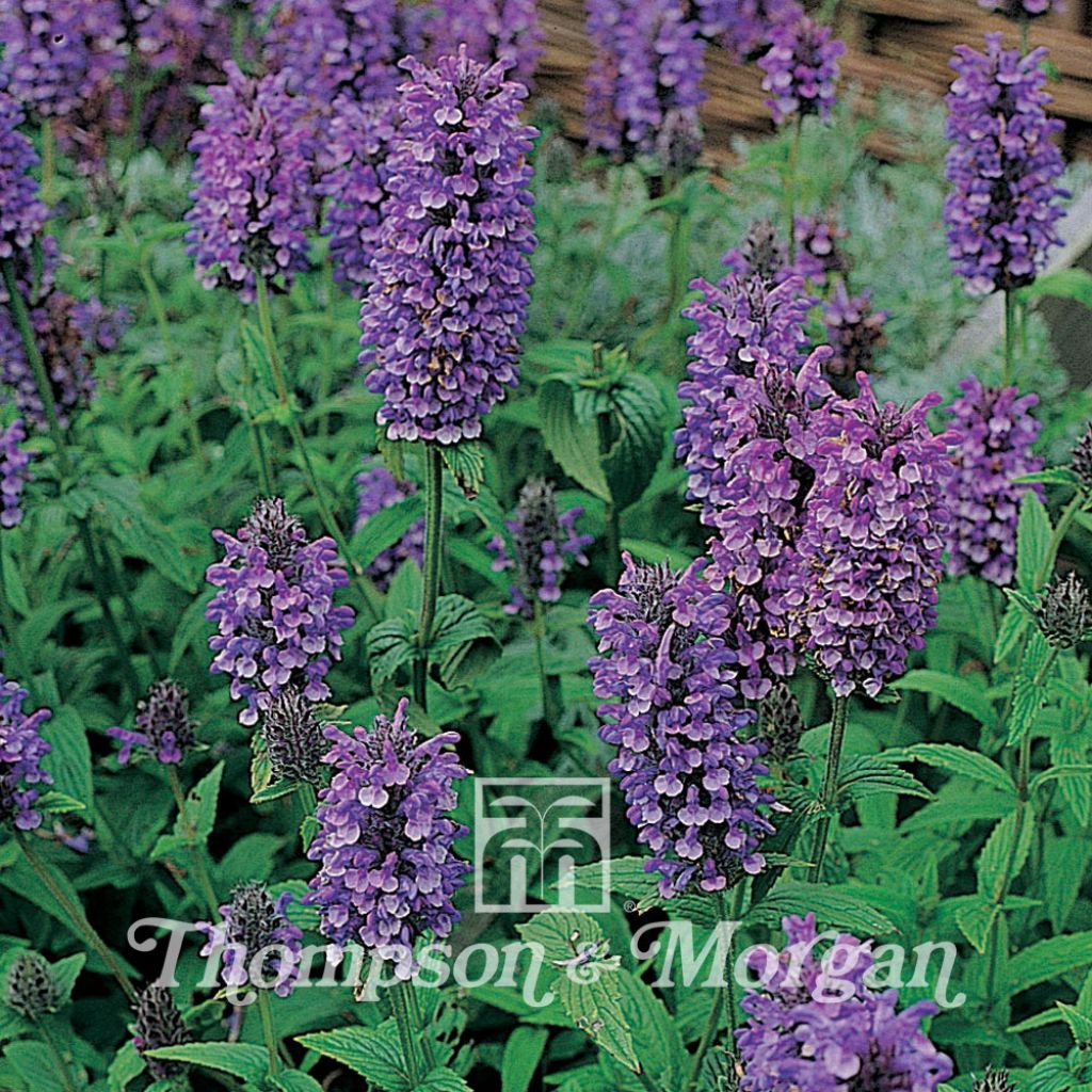 Nepeta nervosa Blue Moon Seeds - Catnip