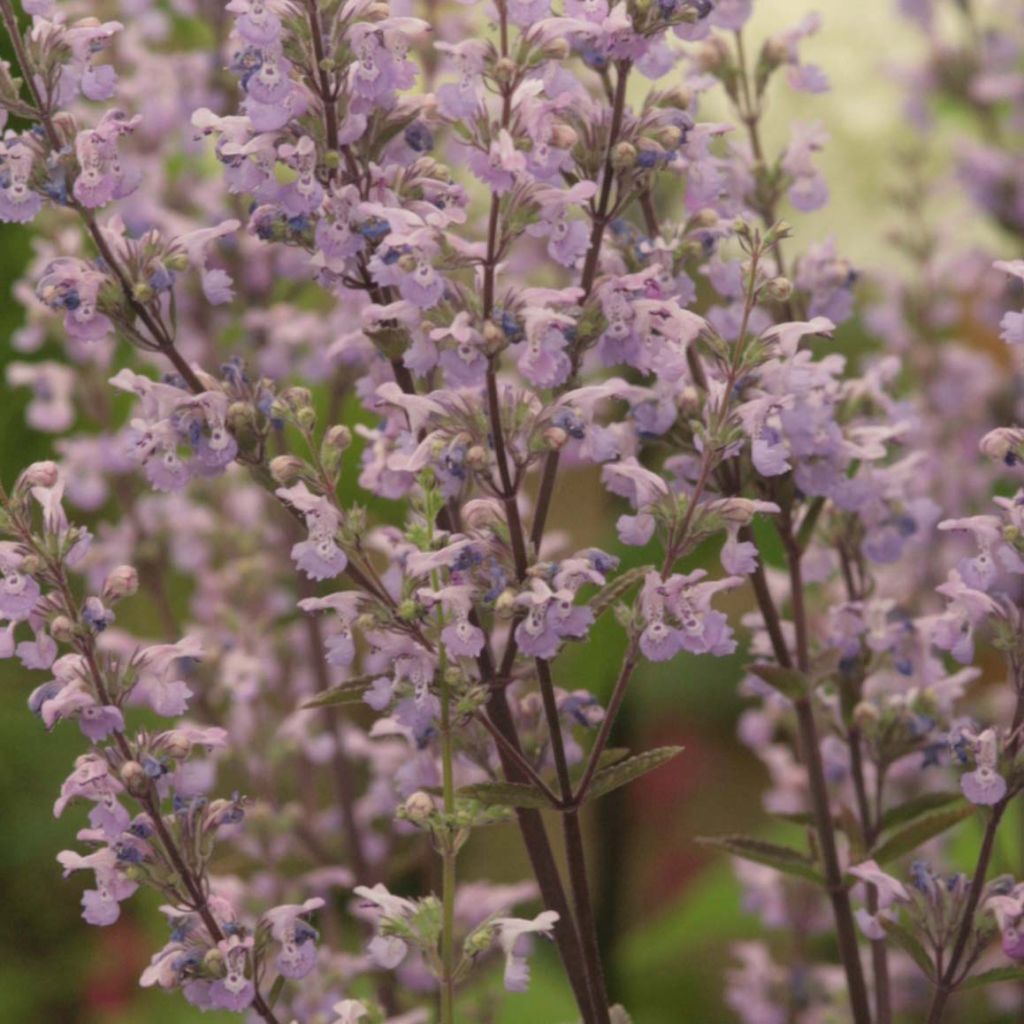 Nepeta nuda Purple Cat - Catnip
