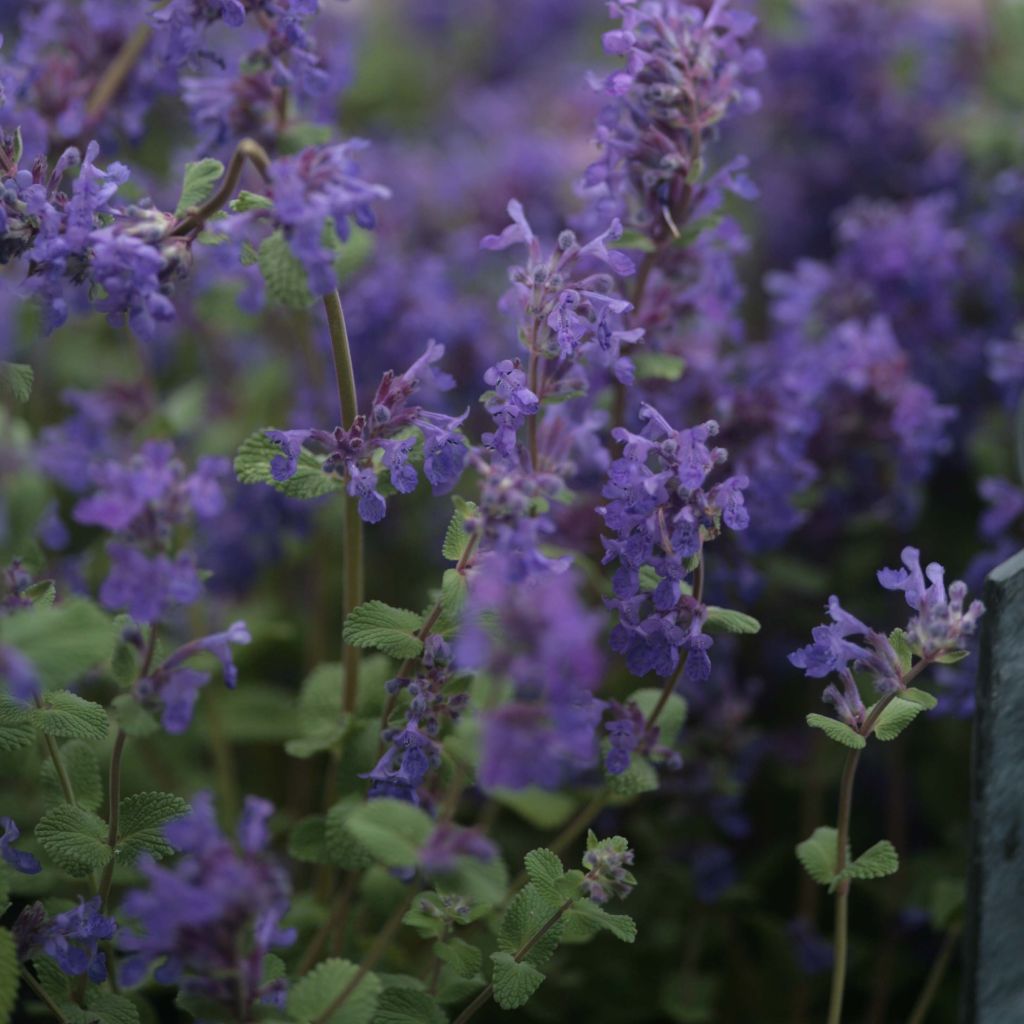 Nepeta racemosa Grog - Catnip