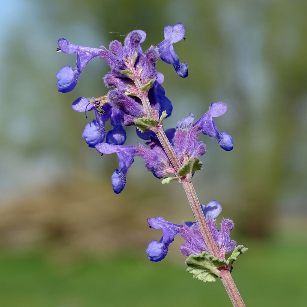 Nepeta racemosa Superba - Catnip