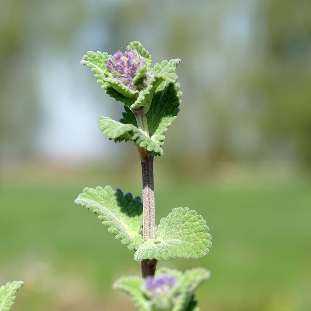 Nepeta racemosa Superba - Catnip