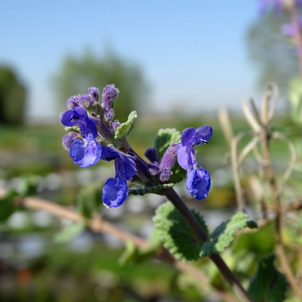 Nepeta racemosa Superba - Catnip