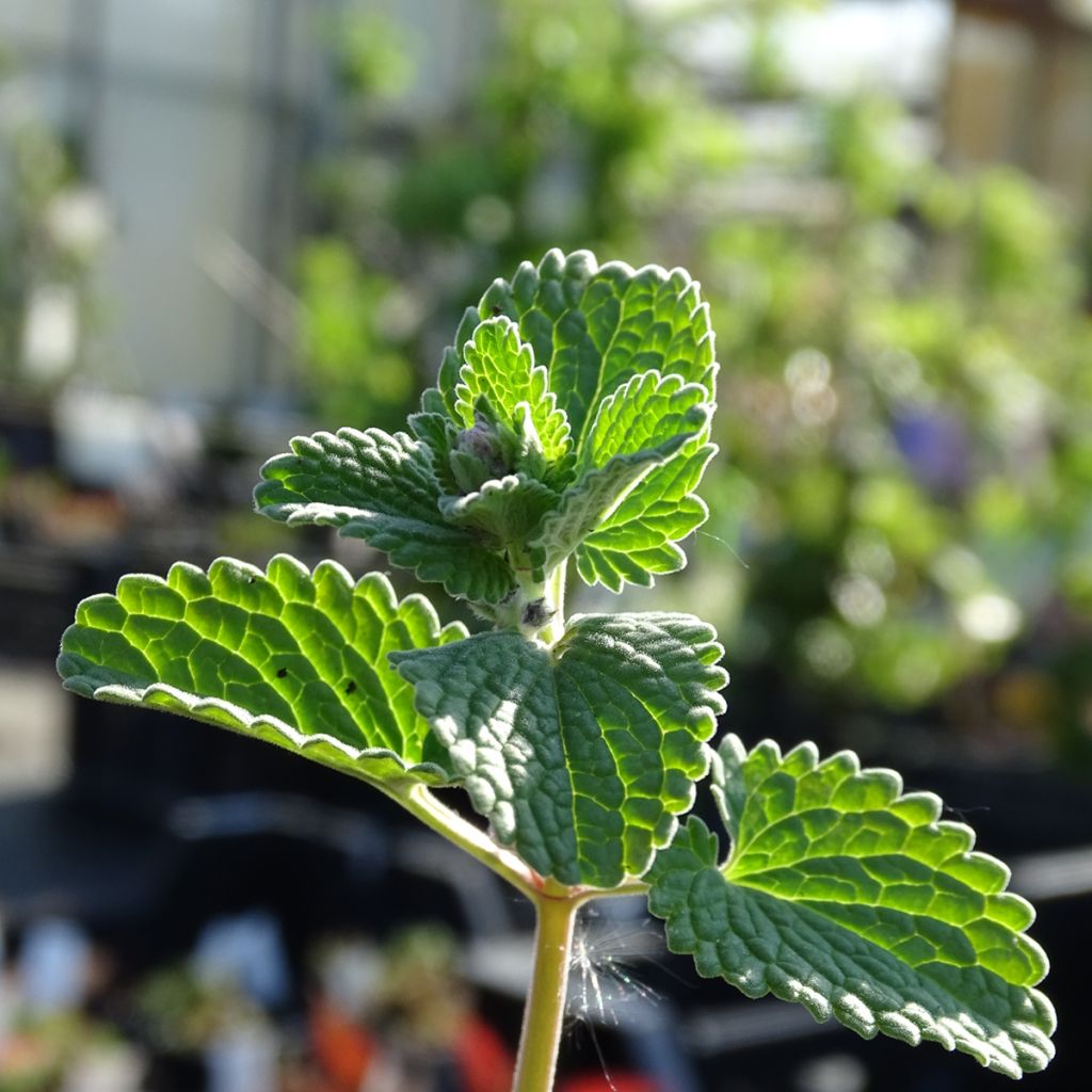 Nepeta racemosa Superba - Catnip