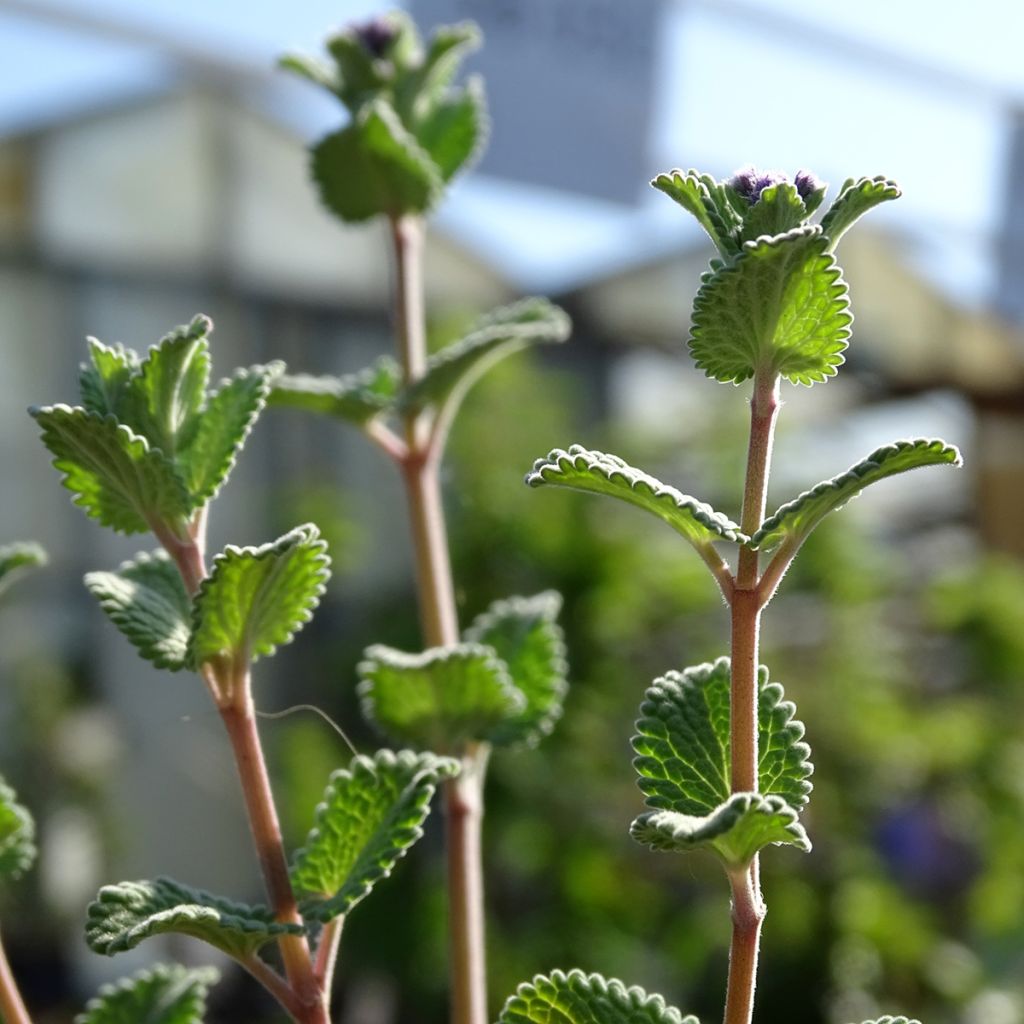 Nepeta racemosa Superba - Catnip
