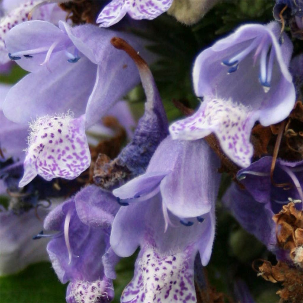 Nepeta subsessilis - Catnip