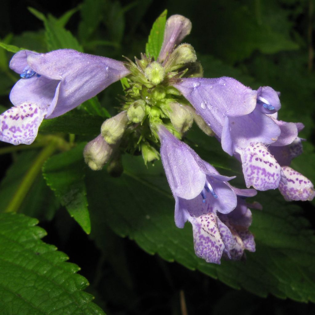 Nepeta subsessilis - Catnip