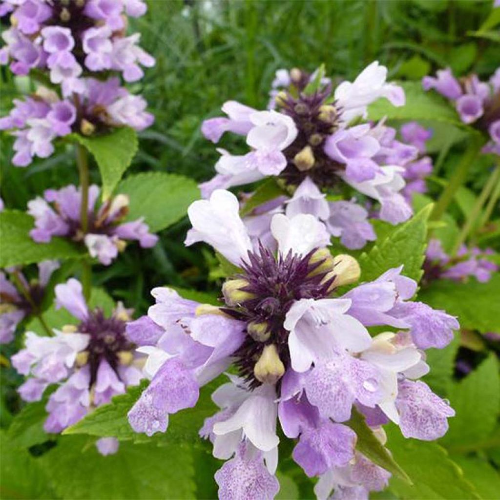 Nepeta subsessilis Sweet Dreams - Catnip