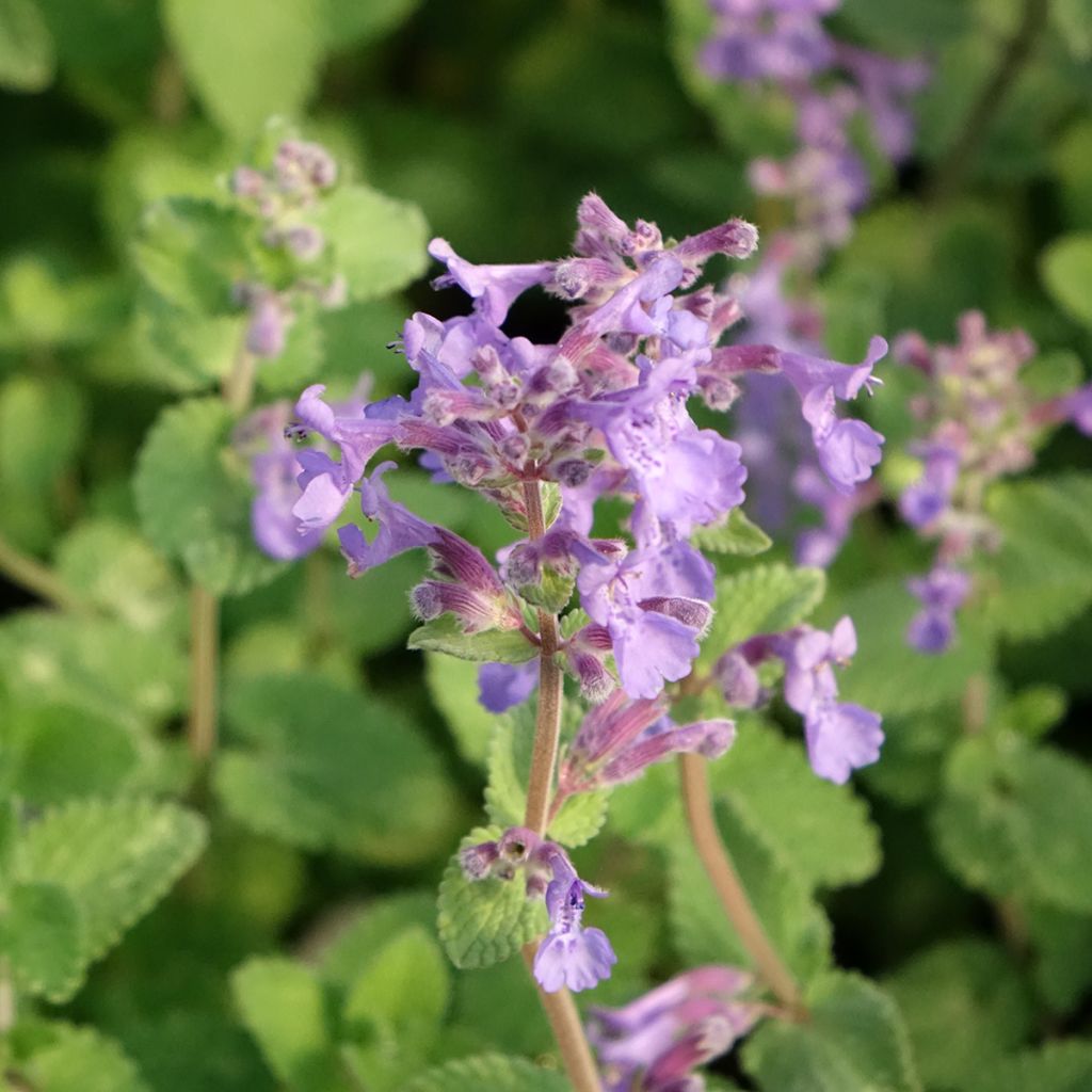 Nepeta faassenii Walkers Low - Catnip