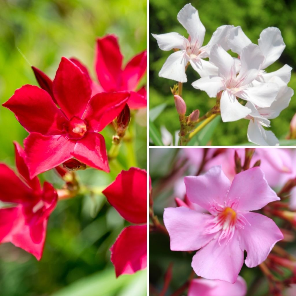 Nerium oleander three-colour pot