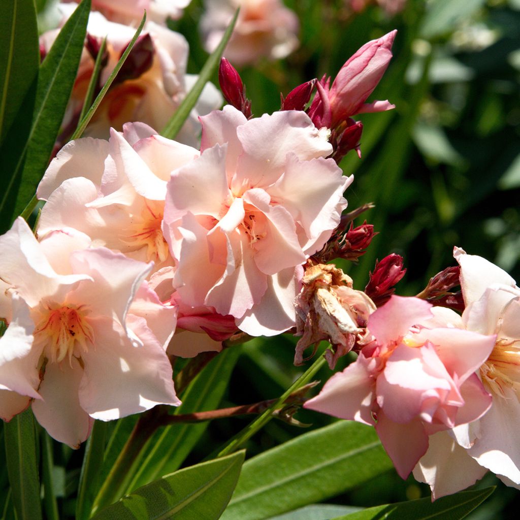 Nerium oleander Provence