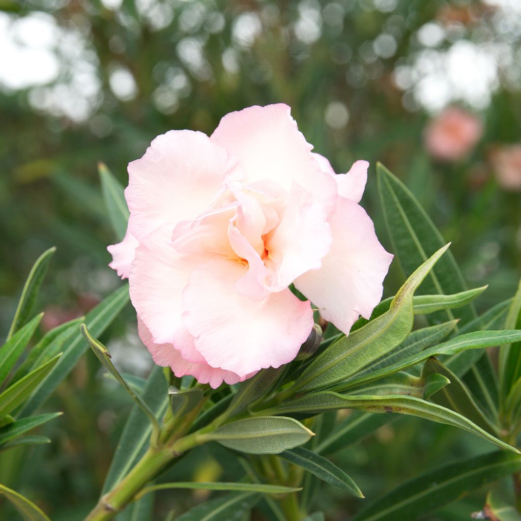 Nerium oleander Provence