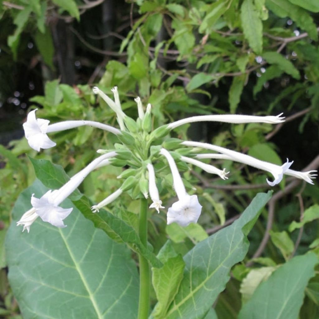 Nicotiana sylvestris - Ornamental tobacco