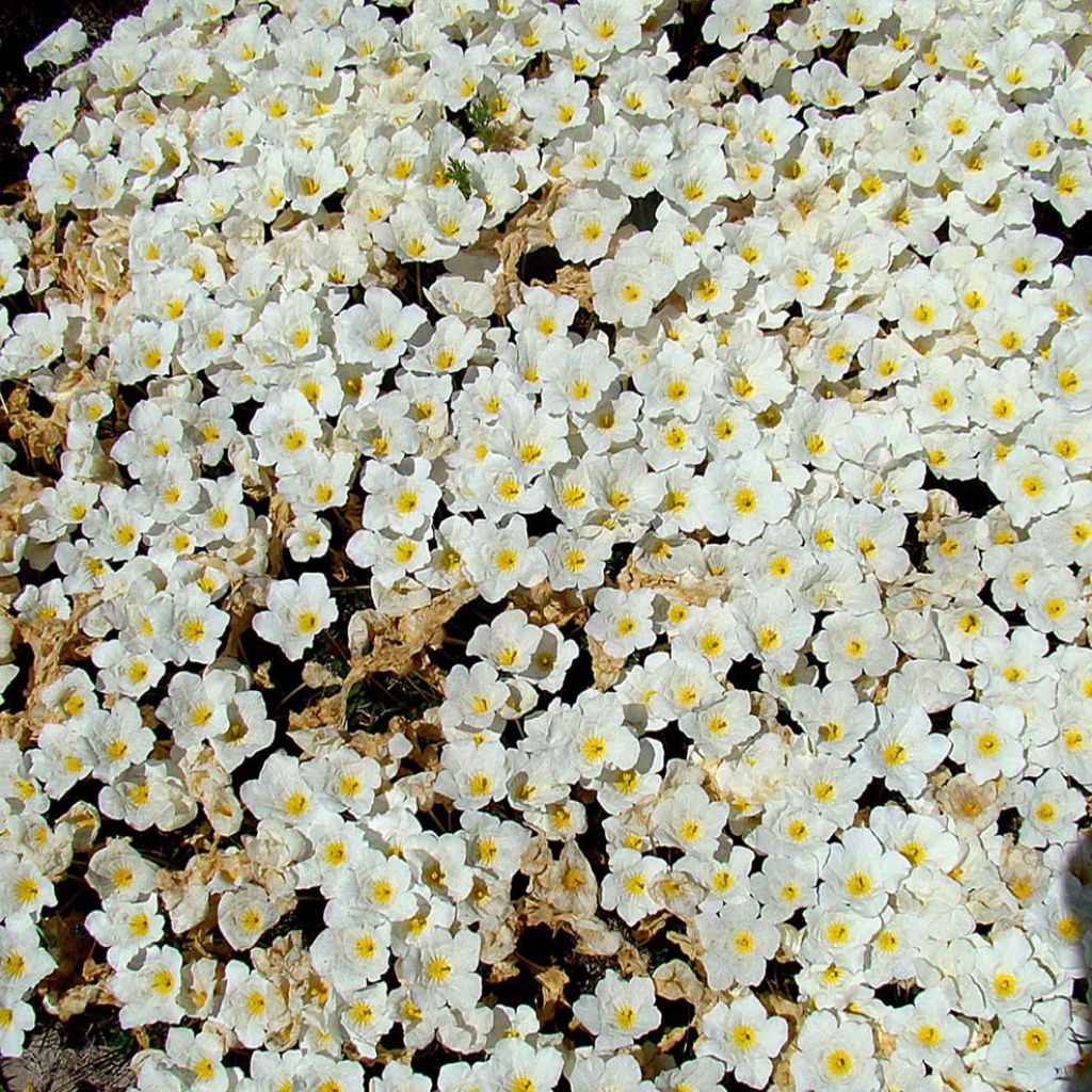 Nierembergia repens
