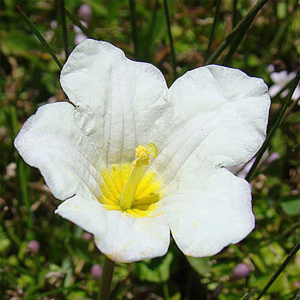 Nierembergia repens