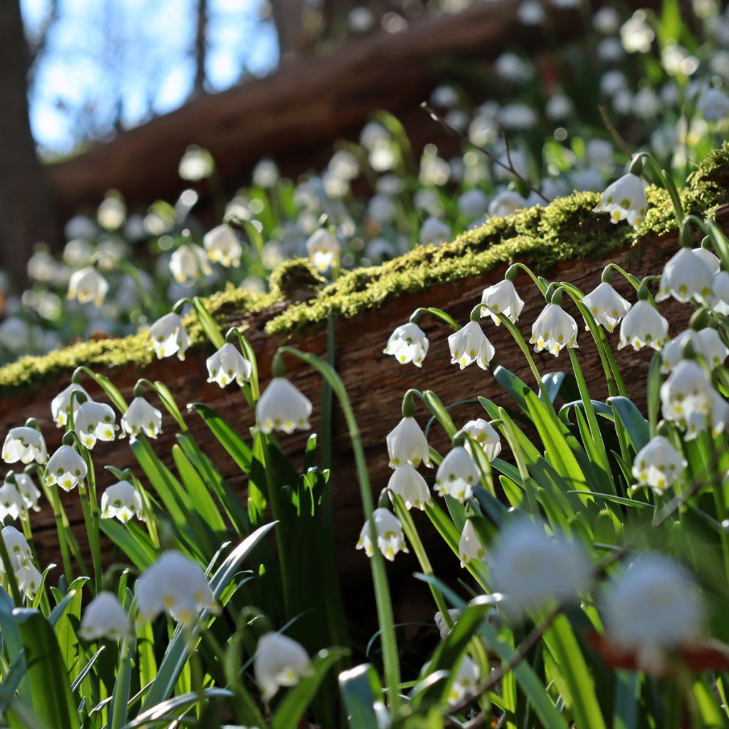 Leucojum vernum - Spring Snowflake
