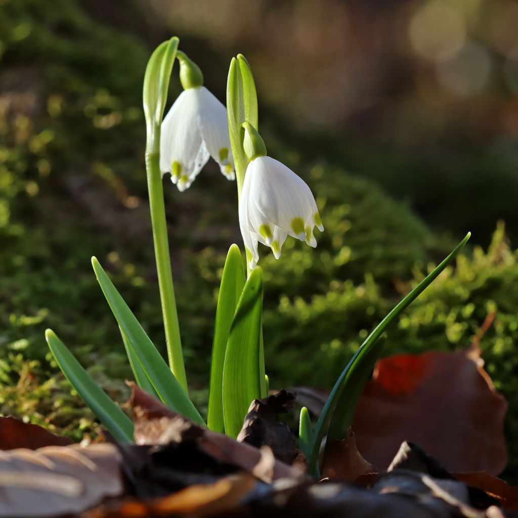 Leucojum vernum - Spring Snowflake