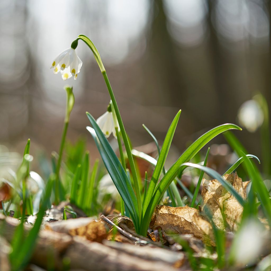 Leucojum vernum - Spring Snowflake