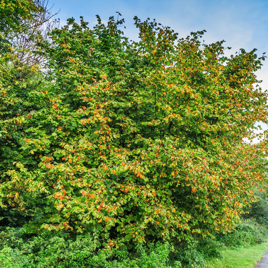 Common Hazel Longue d'Espagne - Corylus avellana