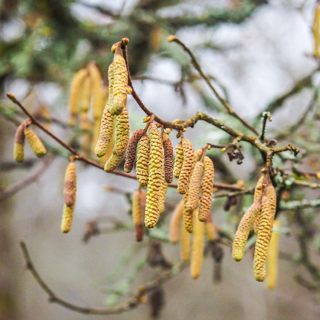 Common Hazel Longue d'Espagne - Corylus avellana