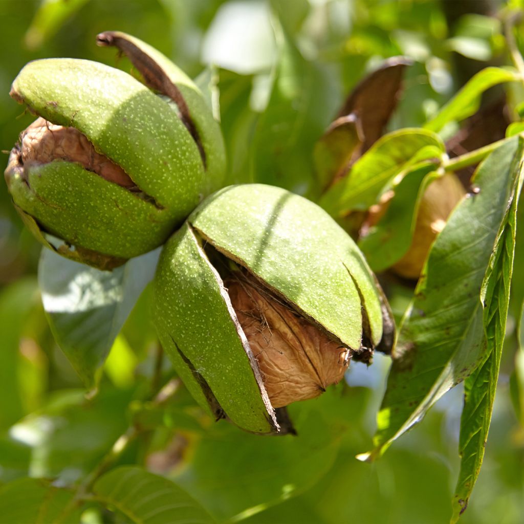 Common Walnut Corne - Juglans regia