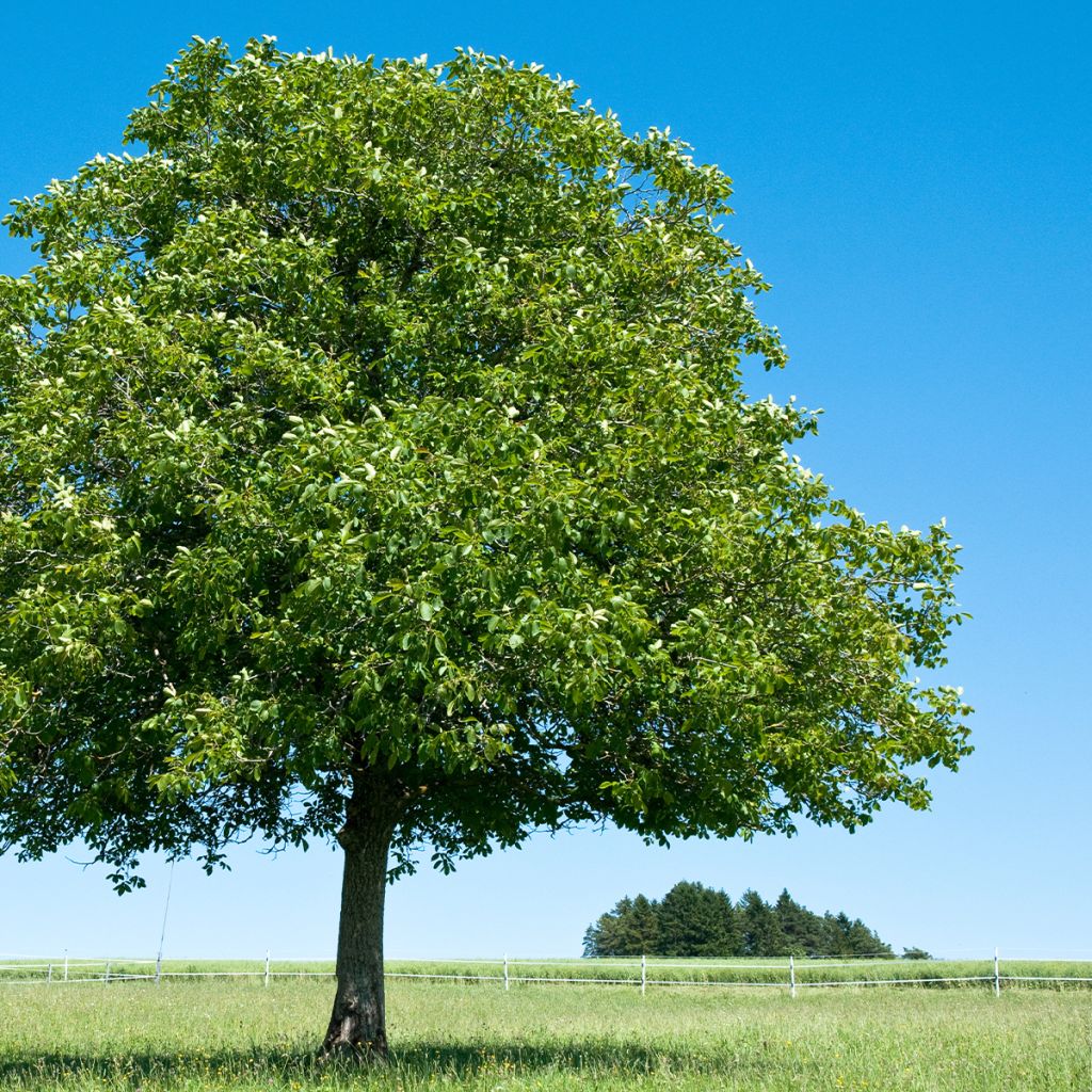 Common Walnut Corne - Juglans regia