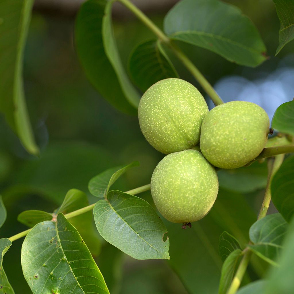 Common Walnut Esterhazy II - Juglans regia